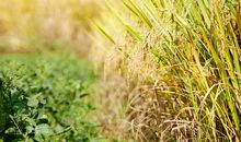 成熟的稻谷会弯腰