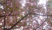 有树陪伴的日子