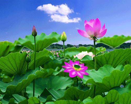 我心中的莲花