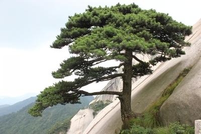 我有一棵秘密树