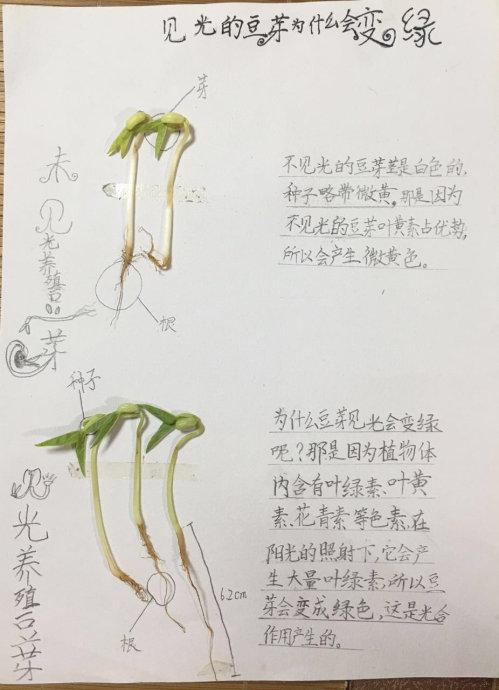 绿豆芽生长日历