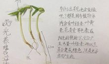 绿豆芽成长日历