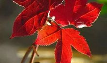 一片秋意一片红