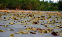 秋风无意，落叶无声