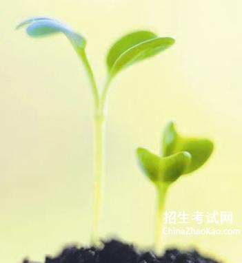 这样，播下了等待的种子