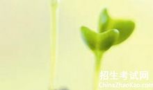 就这样，埋下一颗等待的种子