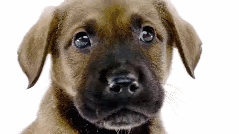 狗的生活