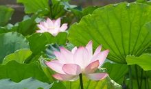 豌豆角荡着的日子