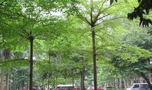 又见枝头吐新芽记叙文