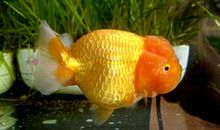 我发现鱼是睁眼睡觉的