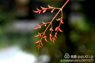 南天柱也相思病