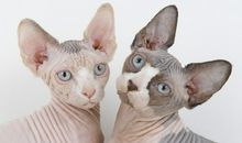 美丽在于“她们”的不同