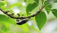 我是一只快乐的知了