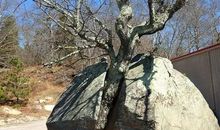 我的学校有蓬勃的生命