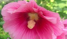 是花儿总要绽放