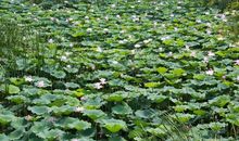 有一种爱叫保护环境