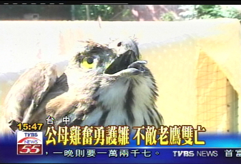 我的小鸡