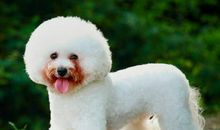 动物也知爱粮食