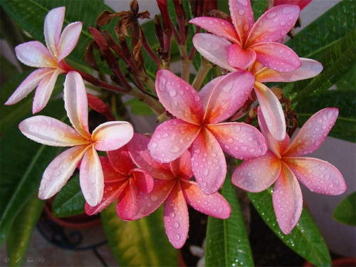 花的朋友
