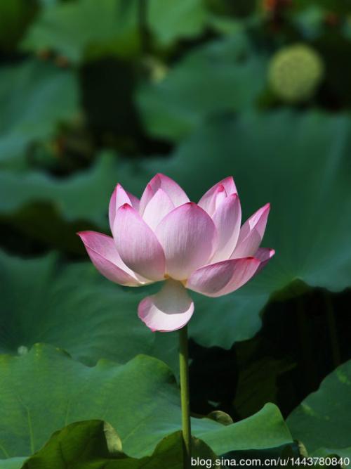 莲花模仿植物