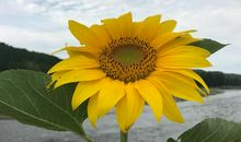 追逐心中的太阳