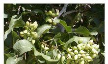 “开心果”苗苗