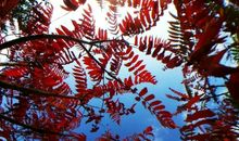 我爱迷人的秋色