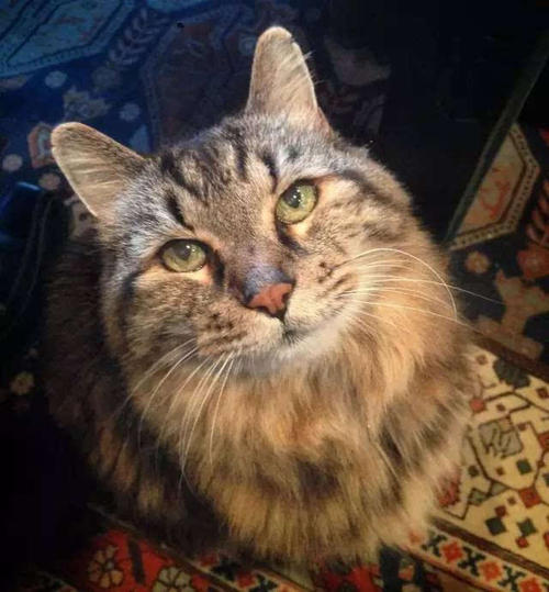 爷爷的猫