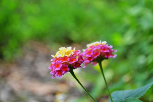 七色花和蚂蚁