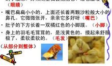 我想养的小动物写话二年级200字