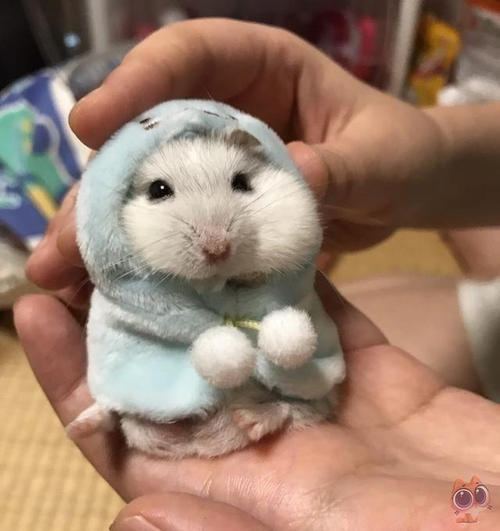 悼念小仓鼠