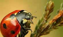 再见了，小甲虫