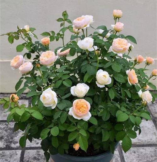 一壶月季花