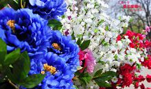 人间春花灿烂时