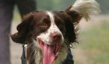 带皮皮去公园玩