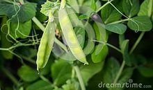 绿豆的生长旅途