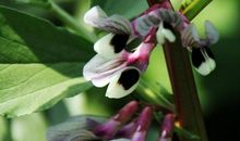 开在平凡里的花