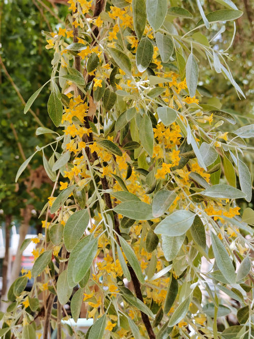 野枣开花的那一天