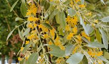 沙枣花开的日子