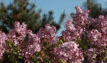 又是一年春光美