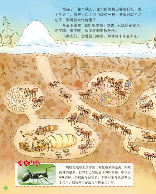 小蚂蚁有很好的技能