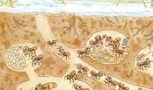 小小蚂蚁本事大