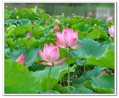我爱家乡的莲花