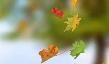 我找到了秋天的第一片落叶