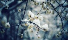 白杨牵动我的情思