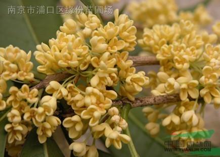 桂花的命运