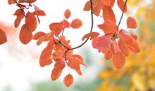 我爱美丽的树叶