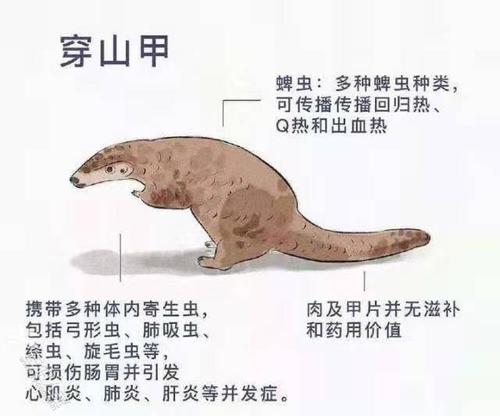 崇敬自然和垃圾游戏