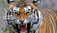 宁波老虎吃人事件有感