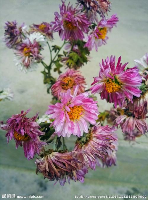 永不褪色的菊花
